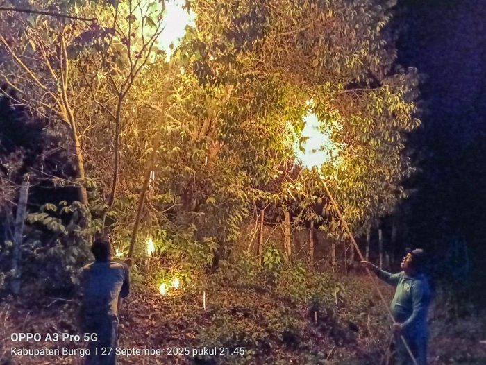 Pembasmian Sarang Tawon di MTsN 1 Bungo, Kamad: Demi Kenyamanan dan Keamanan Warga Madrasah