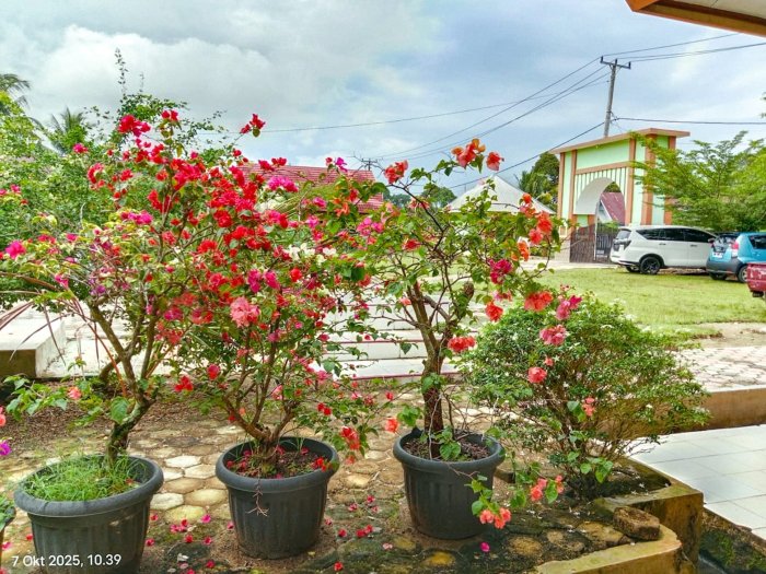 Disirami Berkah, Bunga-bunga MTsN 1 Bungo Mekar Indah Usai Hujan Deras