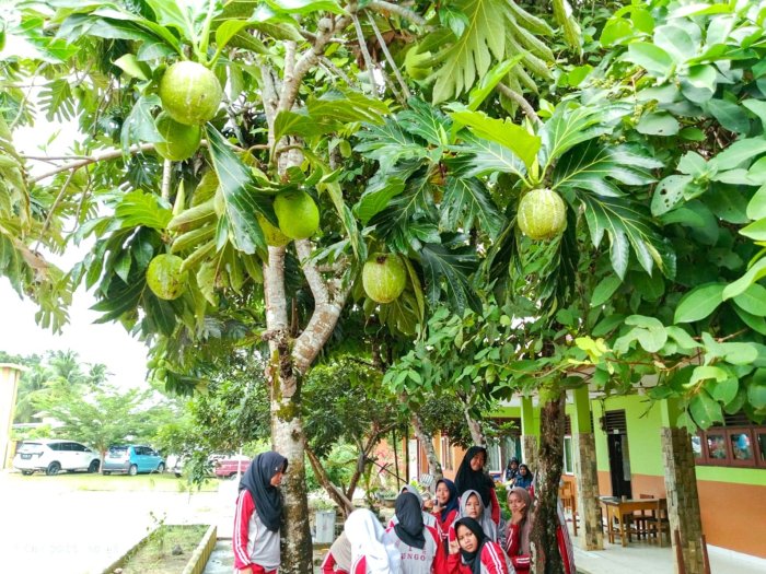 Madrasah Hijau: MTsN 1 Bungo Hasilkan Buah Berkualitas, Siap Dipetik dan Diolah