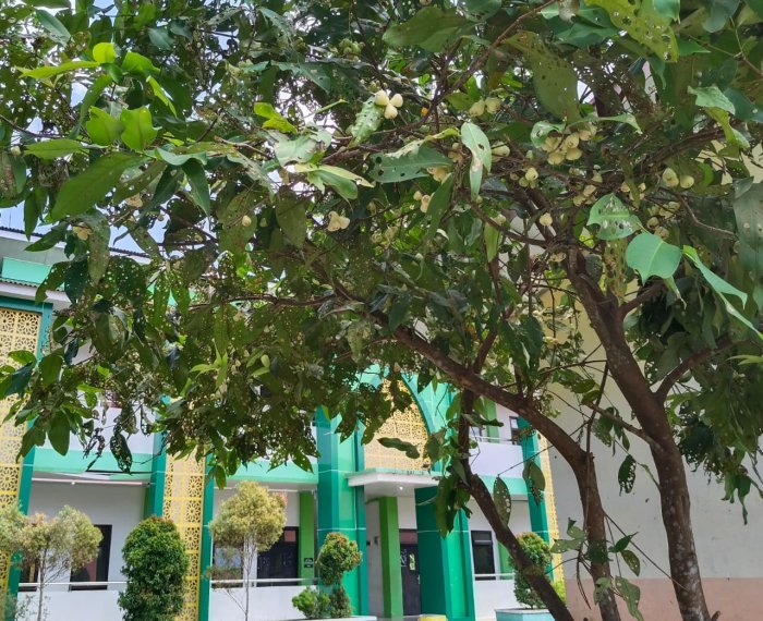 Pemandangan Segar di MTsN 1 Bungo: Pohon Jambu, Kersen, dan Sukun Berbuah Lebat Hiasi Lingkungan Madrasah