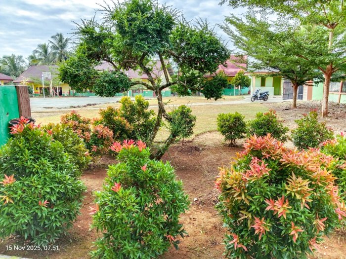 Berkah Hujan di Tengah Kemarau, Kembang dan Tanaman MTsN 1 Bungo Kembali Merekah Segar